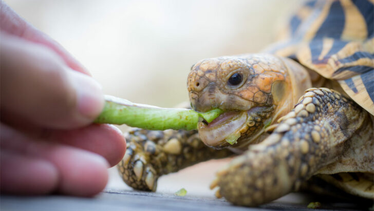 How Long Can Your Turtle Survive Without Food?